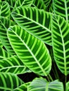 Closeup green leaf of Zebra plant ,Calathea zebrina Sims