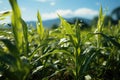 Closeup from a green leafy cornfield and an unfounded back Royalty Free Stock Photo