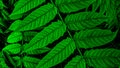 Closeup of green leaves abstract background