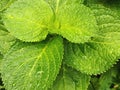 Closeup of Green leaves background.