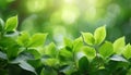 Closeup green leaves background, Overlay fresh leaf pattern, Natural foliage textured and background