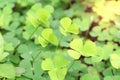 Closeup green leaves on blur background,nature concept,shamrock or water clover plant Royalty Free Stock Photo