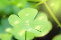 Closeup green leaves on blur background,nature concept,shamrock or water clover plant Royalty Free Stock Photo