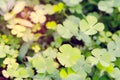 Closeup green leaves on blur background,nature concept,shamrock or water clover plant Royalty Free Stock Photo