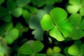 Closeup green leaves on blur background,nature concept,shamrock or water clover plant Royalty Free Stock Photo