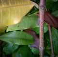 Closeup of green leaves branches of plant, nature photography, little caterpillar eating leaf