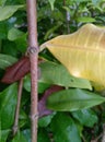 Closeup of green leaves branches of plant, nature photography, little caterpillar eating leaf