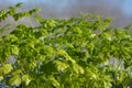 Closeup green leaves of chervil. .Greens in spring Royalty Free Stock Photo