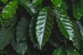 Closeup Green Leaves Coffee Royalty Free Stock Photo