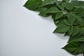 Closeup green leaves