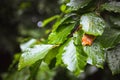 Closeup of green leaves covered with raindrops Royalty Free Stock Photo