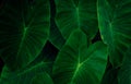 Closeup green leaves of elephant ear in jungle. Green leaf texture background with minimal pattern. Green leaves in tropical