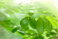 Closeup green leaves are fresh with sunlight in the morning. Royalty Free Stock Photo