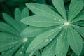 Green leaves of lupine with drops bokeh background selective and soft focus, view from above Royalty Free Stock Photo