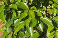 Closeup of the green leaves of a persimmon tree Royalty Free Stock Photo