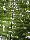 Green leaves photo under leaf tree nature background space for whitegreen leaves photo under leaf tree nature background space for