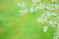 Closeup green leaves of plant on blurred green grass floor in the garden background with copy space Royalty Free Stock Photo