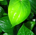 Closeup of green leaves