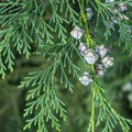 Leaves and cones of a Lawson cypress tree Royalty Free Stock Photo