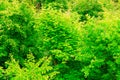 Closeup of green leaves tree outdoor. Nature background. Royalty Free Stock Photo