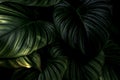 Closeup green leaves of tropical plant in garden. Dense dark shiny green leaf texture background. Green leaves for spa background Royalty Free Stock Photo