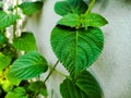 Closeup of the green leaves on the wall. Green foliage. Royalty Free Stock Photo
