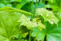 Closeup green leaves in a water drop Royalty Free Stock Photo