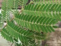 Green leaves of White popinac, Leucaena, Lead tree, Horse tamarind Royalty Free Stock Photo