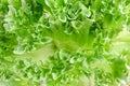 Closeup of green lettuce leaves, fragment. Abstract background