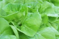 Closeup of Green Lettuce in Organic Hydroponic Farm Royalty Free Stock Photo