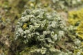 Closeup on a green lichenized fungi, Physcia adscendens on a piece of wood Royalty Free Stock Photo