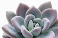 Closeup of a green and lilac potted plant succulent flower. Leaves and petals. The concept of a flower shop. Royalty Free Stock Photo