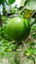 Closeup green lime on tree have a lot of vitamin C