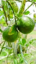 Closeup green lime on tree have a lot of vitamin C