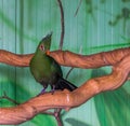 Closeup of a green livingstones turaco standing on a tree branch in the aviary, Tropical bird specie from Africa, popular pet in