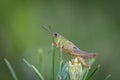 Green locust grasshopper on the top of the green plant