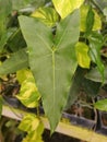 Closeup of the green and long leaf of Philodendron Ruckus