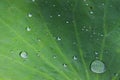 Closeup Green Lotus leaf with water drop as background Royalty Free Stock Photo