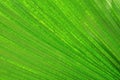 Closeup of green lush palm leaf for background Royalty Free Stock Photo