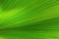 Closeup of green lush palm leaf for background Royalty Free Stock Photo