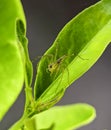 Closeup green lynx spider on a green Royalty Free Stock Photo