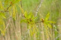 Green flowers and leafs of an oak tree in spring Royalty Free Stock Photo