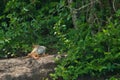 Closeup of a green male Iguana on a rocky cliff in a jungle Royalty Free Stock Photo