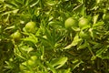 Closeup of green mandarin oranges or citrus lime growing on lush tree branch on sustainable orchard farm in remote Royalty Free Stock Photo