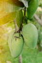 Closeup of 2 green mango hanging under the mango tree There are red ants climbing on the stem