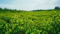 Mangrove trees name is Thung Prong Thong forest in Rayong at Thailand. soft focus shot Golden Meadow Mangrove forest green leaves Royalty Free Stock Photo