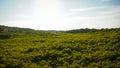 Mangrove trees name is Thung Prong Thong forest in Rayong at Thailand. soft focus shot Golden Meadow Mangrove forest green leaves Royalty Free Stock Photo