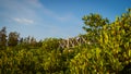 Mangrove trees name is Thung Prong Thong forest in Rayong at Thailand. soft focus shot Golden Meadow Mangrove forest green leaves Royalty Free Stock Photo