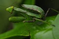 Mantis on green leaf in Taiwan, insect, nature Royalty Free Stock Photo