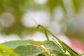 Closeup green Mantis on a leaf. Mantodea. Royalty Free Stock Photo